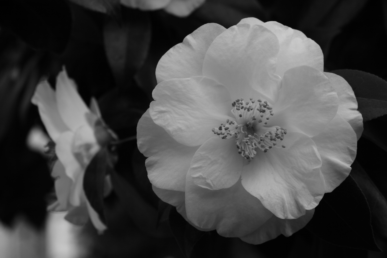 2015 01 25 HTP 000020823ebw